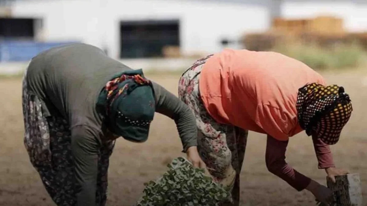 Tarım İşçilerinin Kazanç Tablosu Netleşti: Aylık Ücret 37 Bin Lirayı Aşarken Yevmiyeler 1299 Liraya Çıktı
